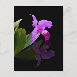 Reflection Beauty Orchid Postkarte