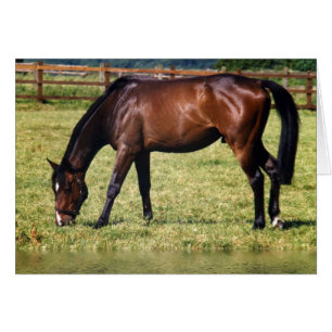 Reflektierende Bucht