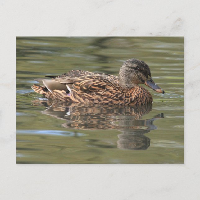 Reflektierte Mallard-Postkarte Postkarte (Vorderseite)