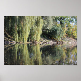 Reflektierte wilde Bäume im Fluss Poster