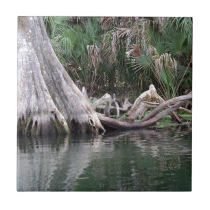 reflektierte Zypressenbaumknie Fliese