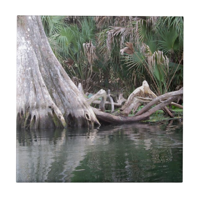 reflektierte Zypressenbaumknie Fliese (Vorderseite)