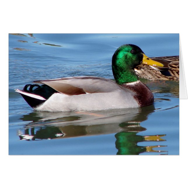 Reflektion (Vorderseite (Horizontal))