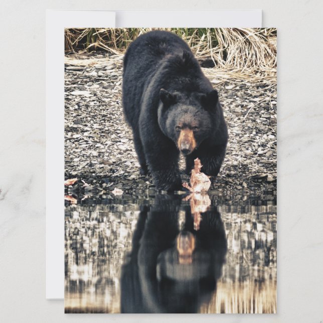 Reflektion des schwarzen Bären (Vorderseite)