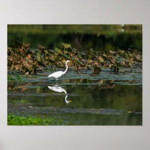 Reflektion Poster