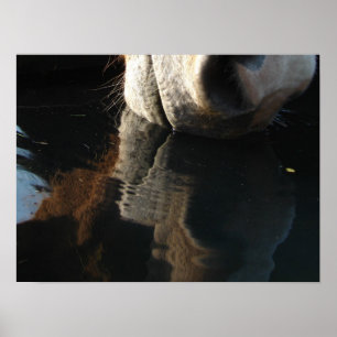 Reflektion von Pferdegetränken Poster