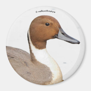 Reflektionen einer Nördlichen Nadelente Magnet