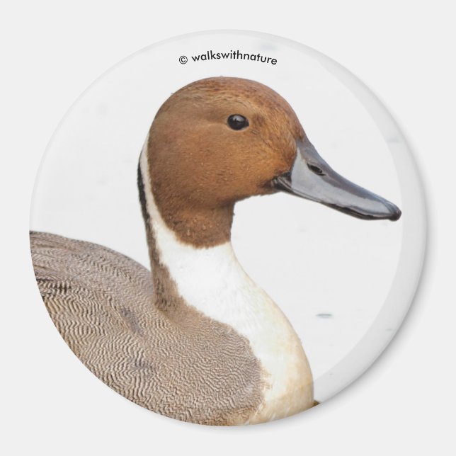 Reflektionen einer Nördlichen Nadelente Magnet (Vorne)