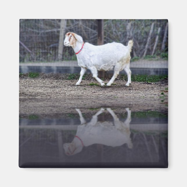 Reflektionen einer weißen Ziege, Magnet (Vorne)