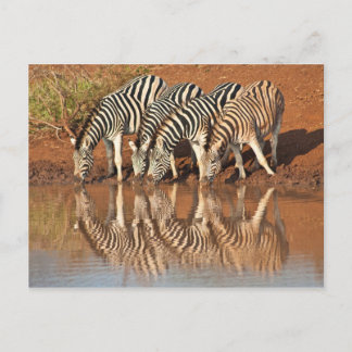 Reflektionen: Zebras Postkarte