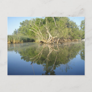 Reflektionsbaum Postkarte