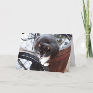 Reflektiv Tuxedo Cat on Barrels note cards Karte