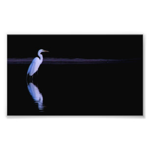 Reflexion eines Egrets Fotodruck