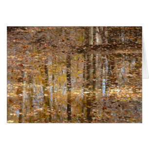 Reflexion über den Still Creek im Greenbelt Park