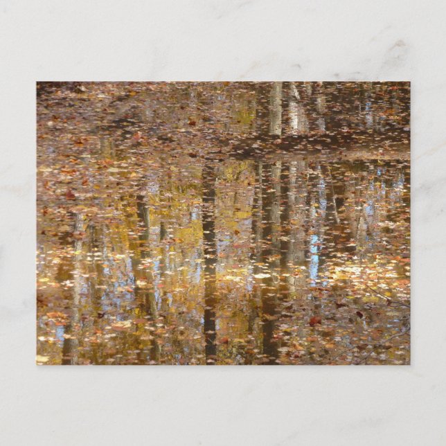 Reflexion über den Still Creek im Greenbelt Park Postkarte (Vorderseite)