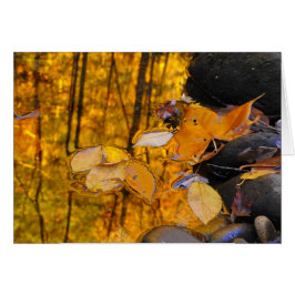 Reflexionen des Herbst-Goldes