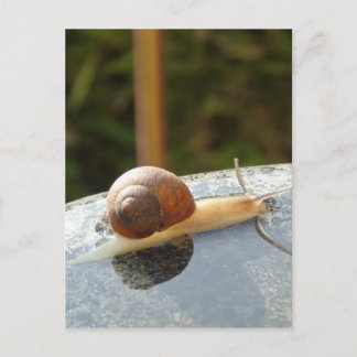 Refreshing Snail Postkarte