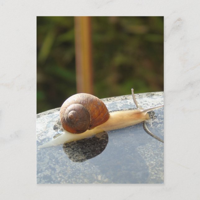 Refreshing Snail Postkarte (Vorderseite)