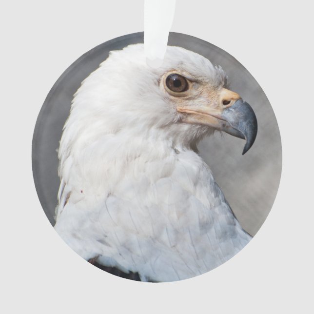 Regal American Bald Eagle Portrait Ornament (Vorderseite)