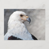 Regal American Bald Eagle Portrait