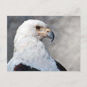 Regal American Bald Eagle Portrait Postkarte
