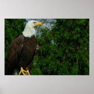 Regal American Bald Eagle Poster