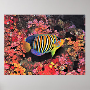 Regal Angelfish Poster