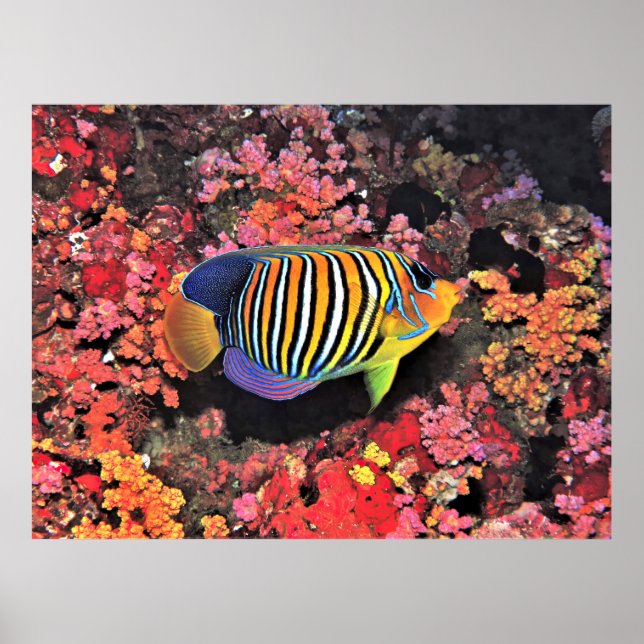 Regal Angelfish Poster (Vorne)