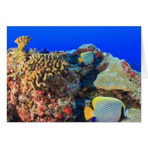 Regal Angelfish Pygoplites diacanthus),