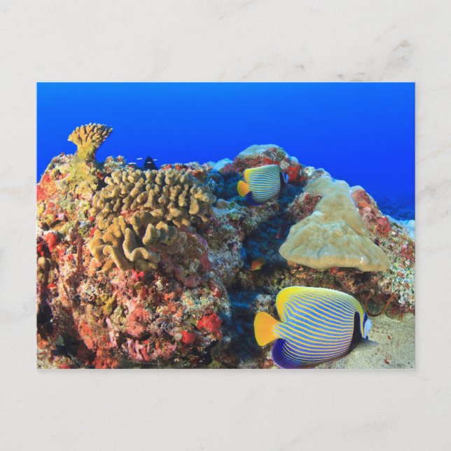 Regal Angelfish Pygoplites diacanthus), Postkarte (Vorderseite)