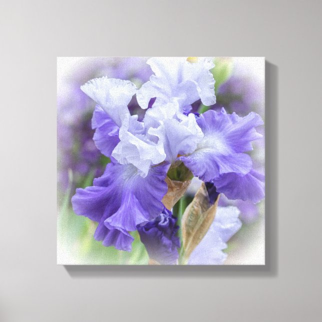 Regal Bearded Iris - Lila & weiß Leinwanddruck (Vorderseite)