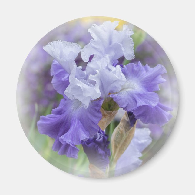 Regal Bearded Iris - Lila & weiß Magnet (Vorne)