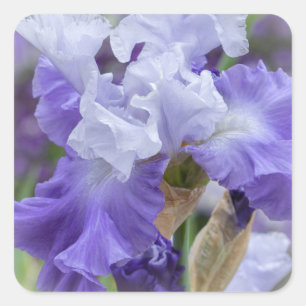 Regal Bearded Iris - Lila & weiß Quadratischer Aufkleber