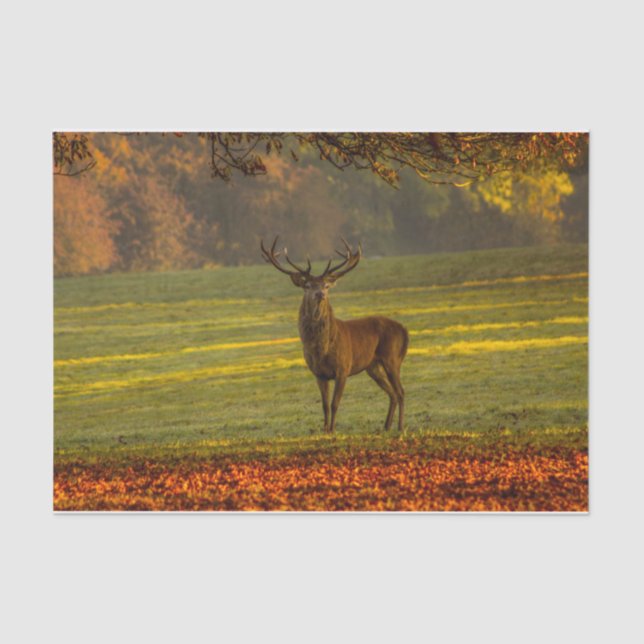 Regal Buck Nature Inspirations Seidenpapier (Vorderseite)