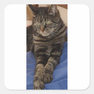 Regal Dave Glossy Square Stickers