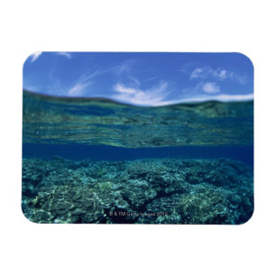 Regal der Koralle Magnet