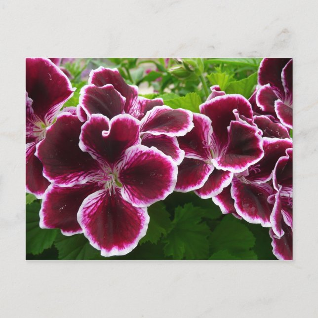 Regal Geranium Flowers Elegant Maroon Floral Lugga Postkarte (Vorderseite)