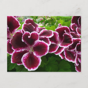 Regal Geranium Flowers Elegant Maroon Floral Lugga Postkarte