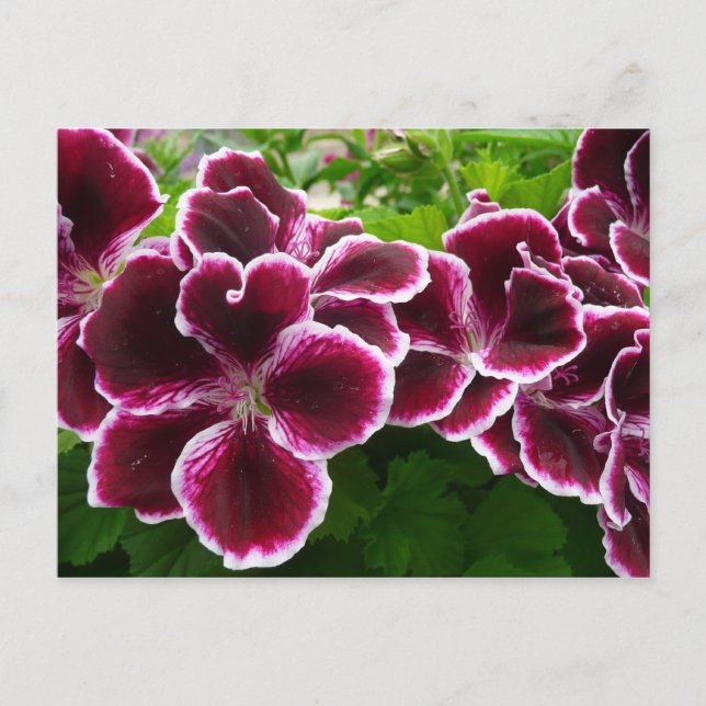 Regal Geranium Flowers Elegant Maroon Floral Lugga Postkarte (Vorderseite)