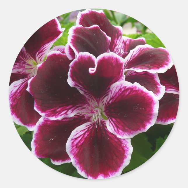 Regal Geranium Flowers Elegant Maroon Floral Lugga Runder Aufkleber (Vorderseite)