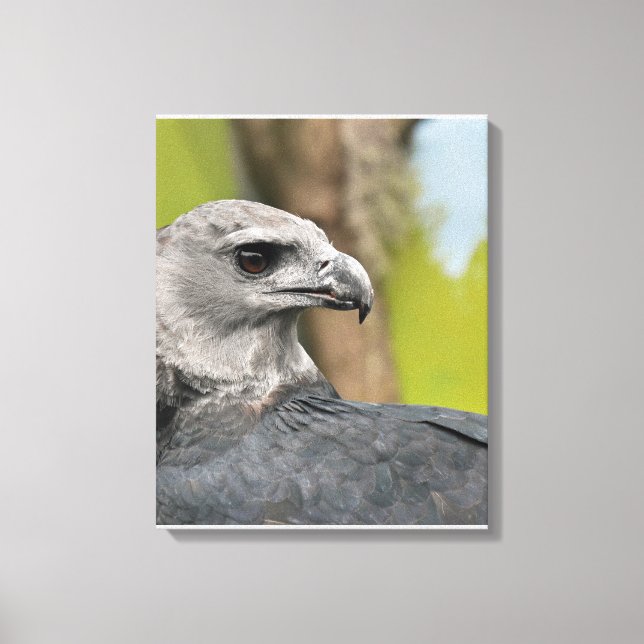 Regal Harpy Eagle Leinwanddruck (Vorderseite)