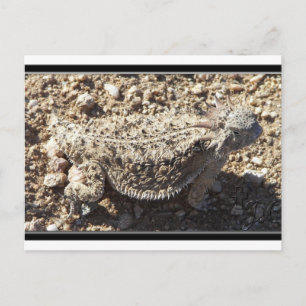 Regal Horned Lizard Postkarte