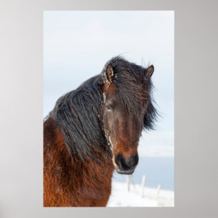 Regal Icelandic Horse Headshot Poster