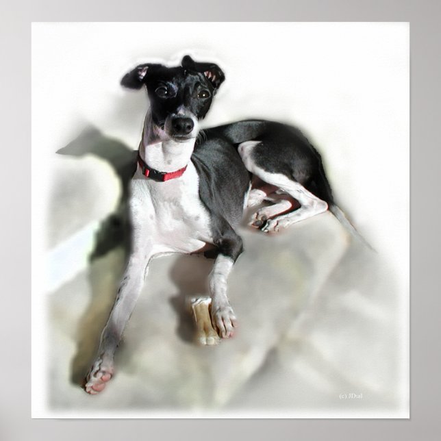 Regal Iggie Poster (Vorne)