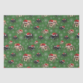 Regal Jumping Spider Phiddipus Regius Holiday Moss Seidenpapier