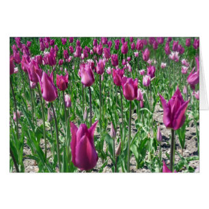 Regal Lila Tulips