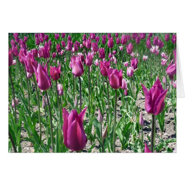Regal Lila Tulips (Vorderseite (Horizontal))