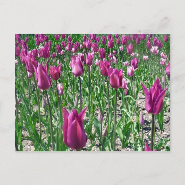 Regal Lila Tulips Postkarte (Vorderseite)