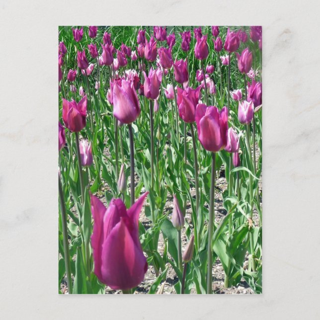 Regal Lila Tulips Postkarte (Vorderseite)