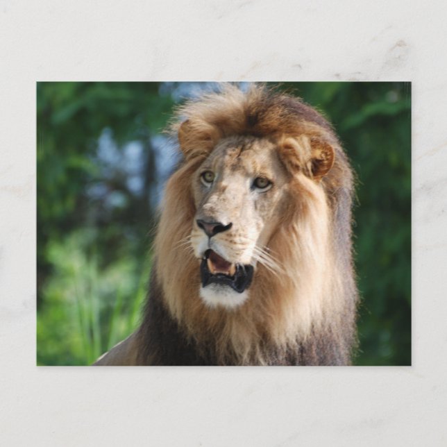 Regal Lion Postcard Postkarte (Vorderseite)
